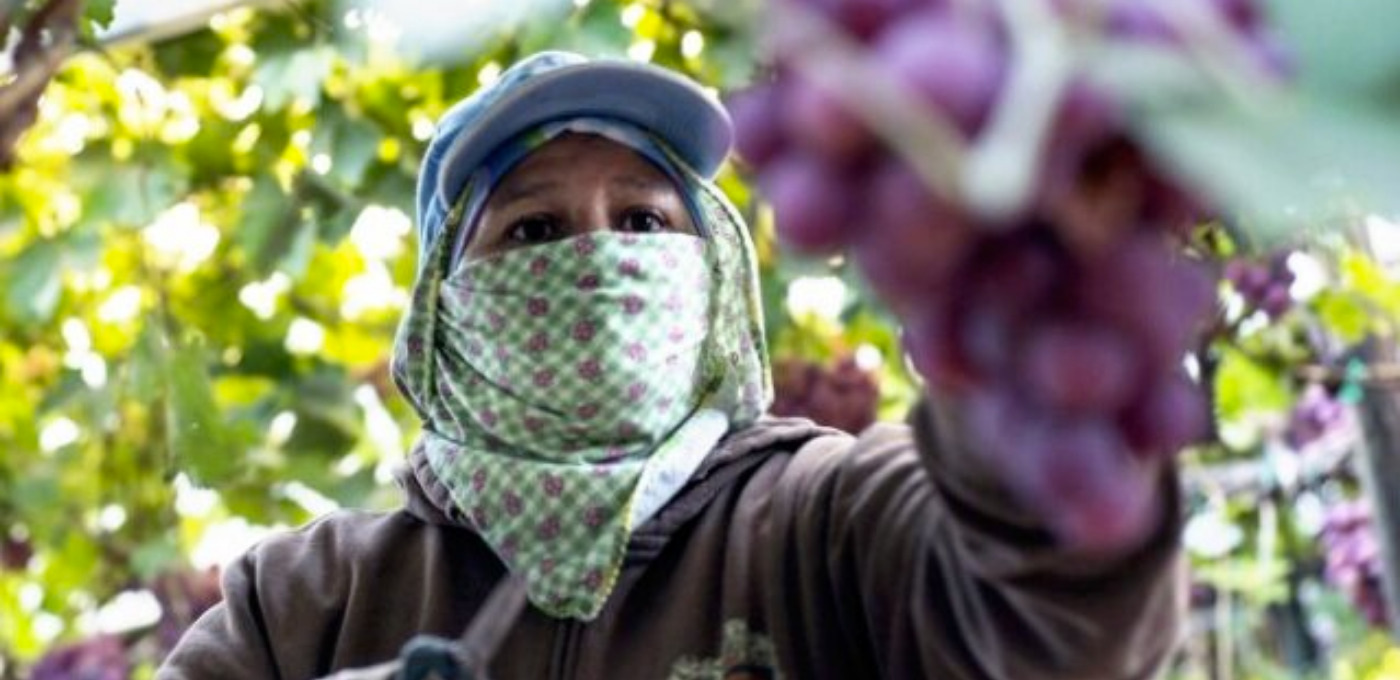 a portrait photograph of a farmworker. They wear a bandana over their face and a hat and reach for a bunch of grapes